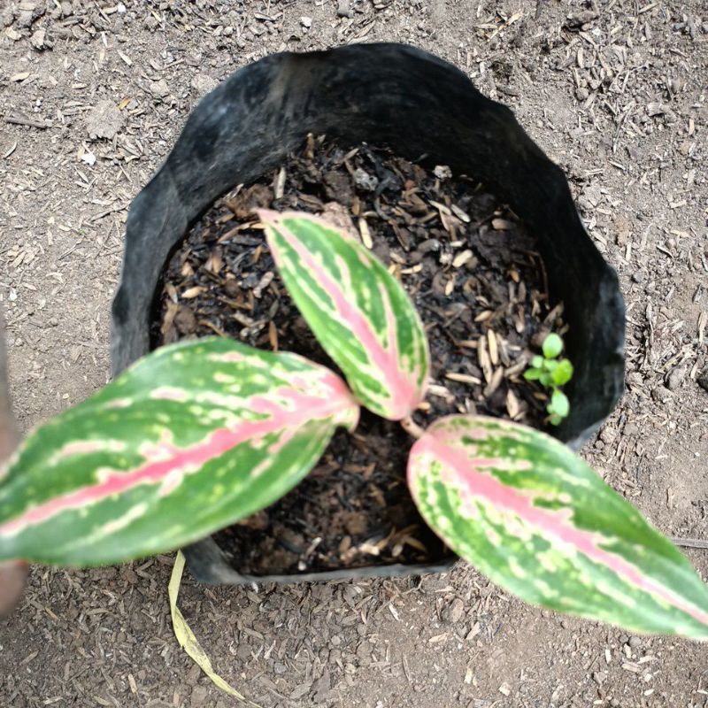 Aglonema baby  butterfly