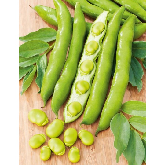 Benih Bibit Biji - Broad Bean Grano Violetto Winter Hardy Fava Beans Seeds - IMPORT