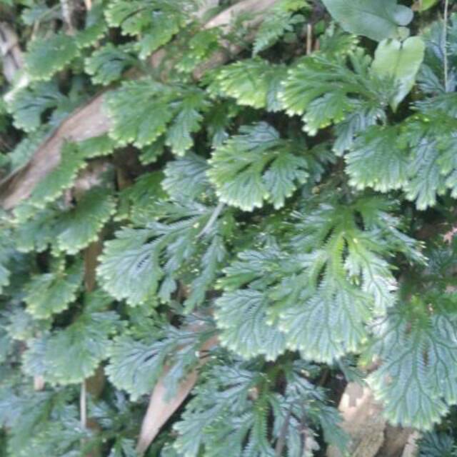 

herbal cakar ayam bibit herbal / daun rane mini ..cakar ayam ,250 grm