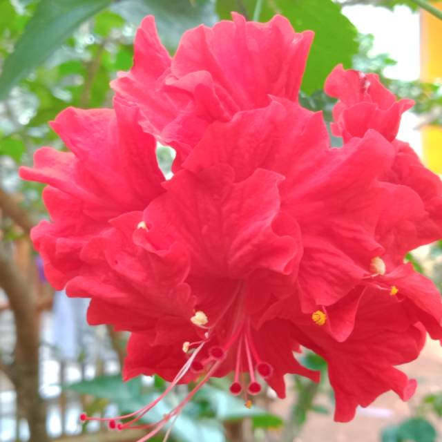 Muraaah.. Daun duribang, bunga sepatu warna merah