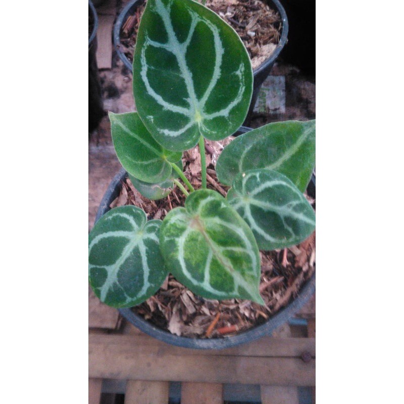 kuping gajah rimbun mini