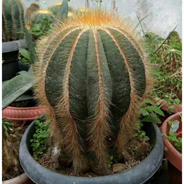 

Noto cactus