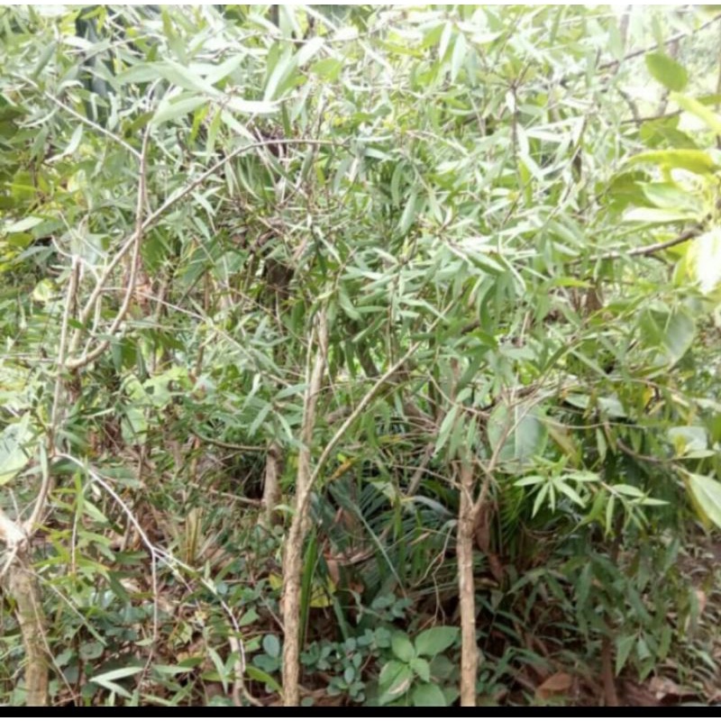 Jual Tanaman pohon kayu putih daun wangi | Shopee Indonesia