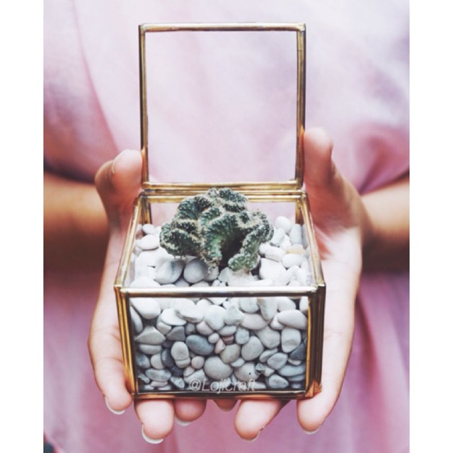 Mini Box Terrarium / Ring Bearer / Kotak Kaca / Wedding Seserahan Gift / Succulent Pot