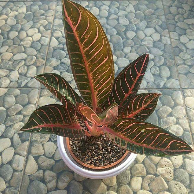 tanaman hias aglonema red sumatra / aglaonema red sumatra / tanaman hias aglonema