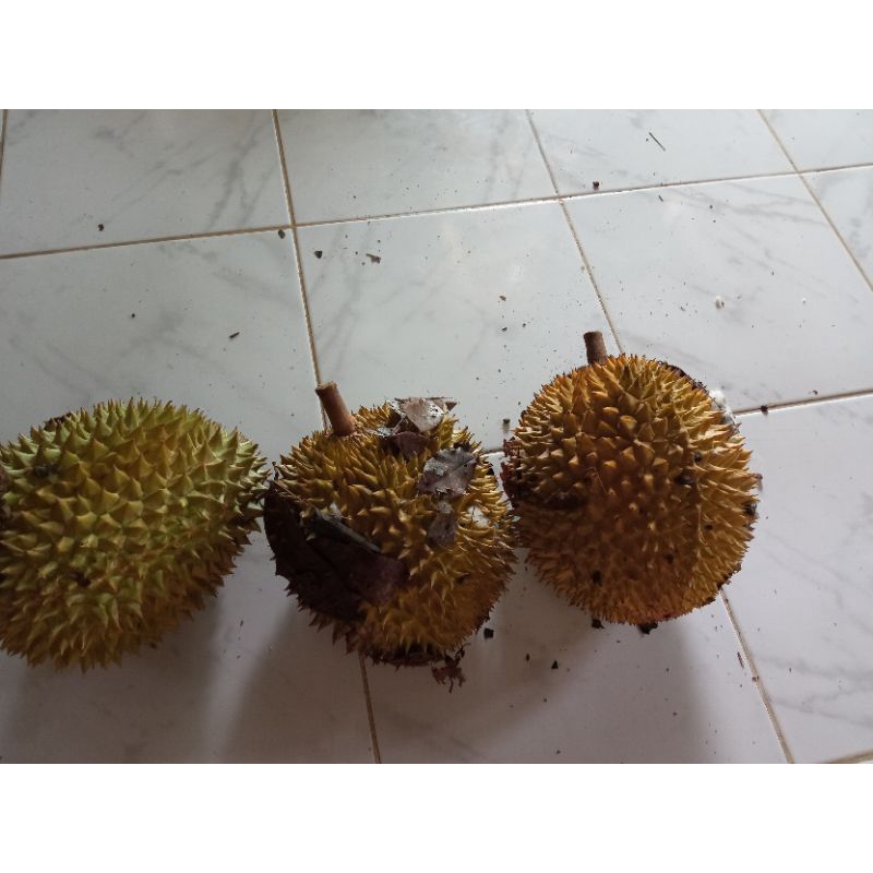

Durian baduy