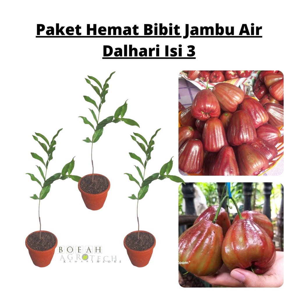 Paket Hemat Bibit Jambu Air Dalhari Okulasi Isi 3 Bonus Bibit Strawberry+Polibag