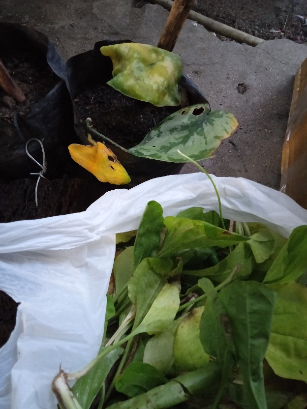 Papan Pakis Per 1 Lembar