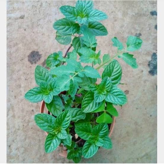 Daun Mint Berries and Cream Tanaman Herbal Bisa dimakan