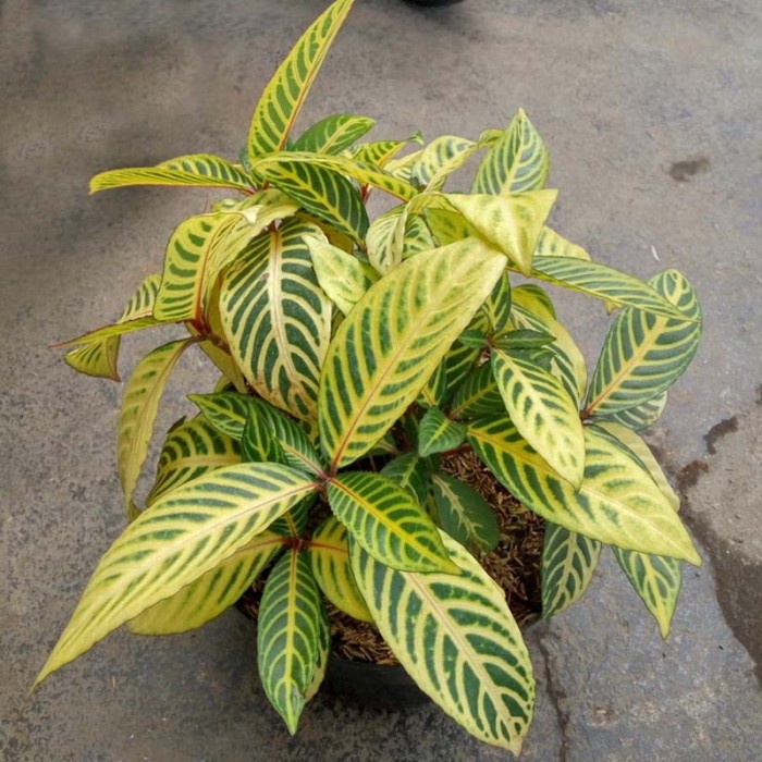 Tanaman Aphelandra Kuning