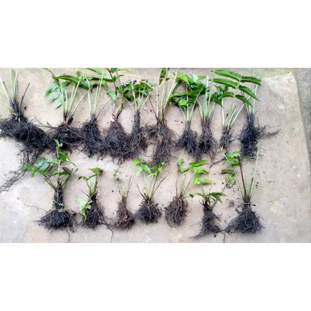 bibit tanaman pakis sayur per 1 bibit