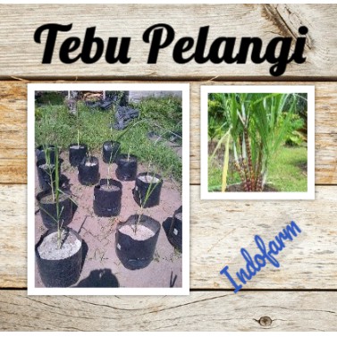 Tanaman Bibit Tebu Pelangi