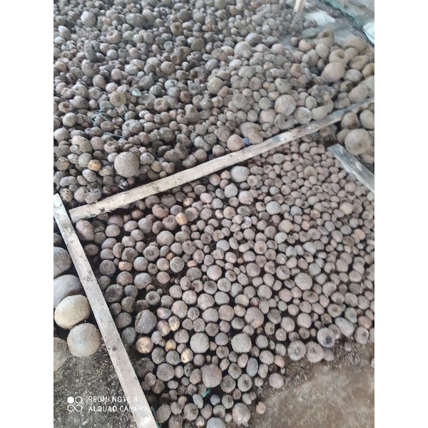 Bibit benih umbi porang 10up