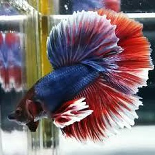 ikan cupang halfmoon rosetail paket 2 ekor size l (large