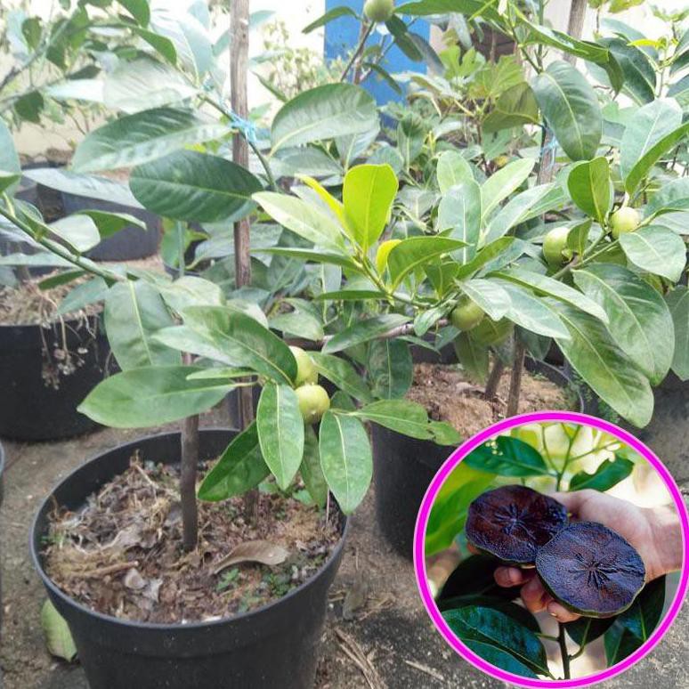 Benih Bibit Bibit Tanaman Buah Sawo Hitam (Black Sapote Okulasi) <1 Kqd