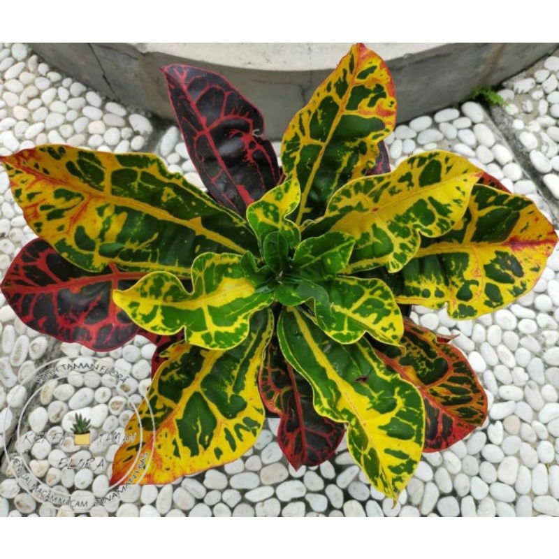 Tanaman Hias Puring Kura - Pohon Puring Kura - Puring Kura