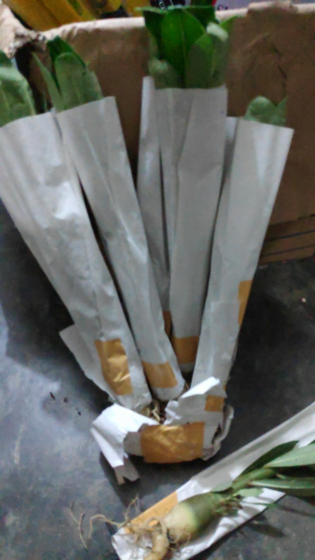 ((newww!!)) Paket 7 Bibit Bunga Tumpuk Adenium - Bibit Kamboja Jepang