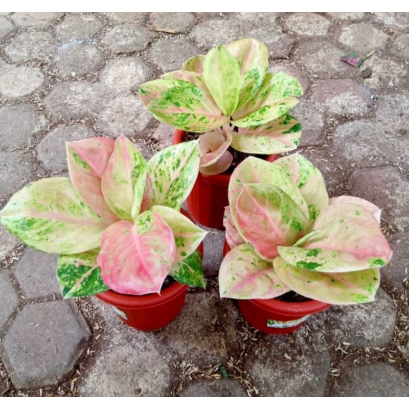 Aglonema EMERALD mutasi