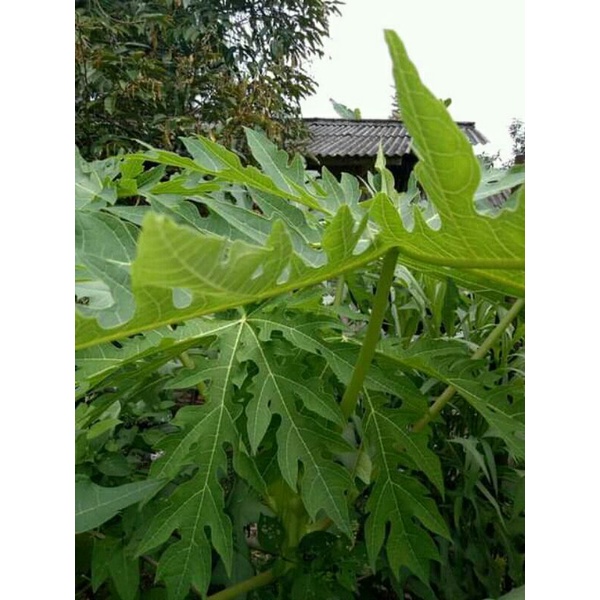 

daun pepaya muda segar 1kg