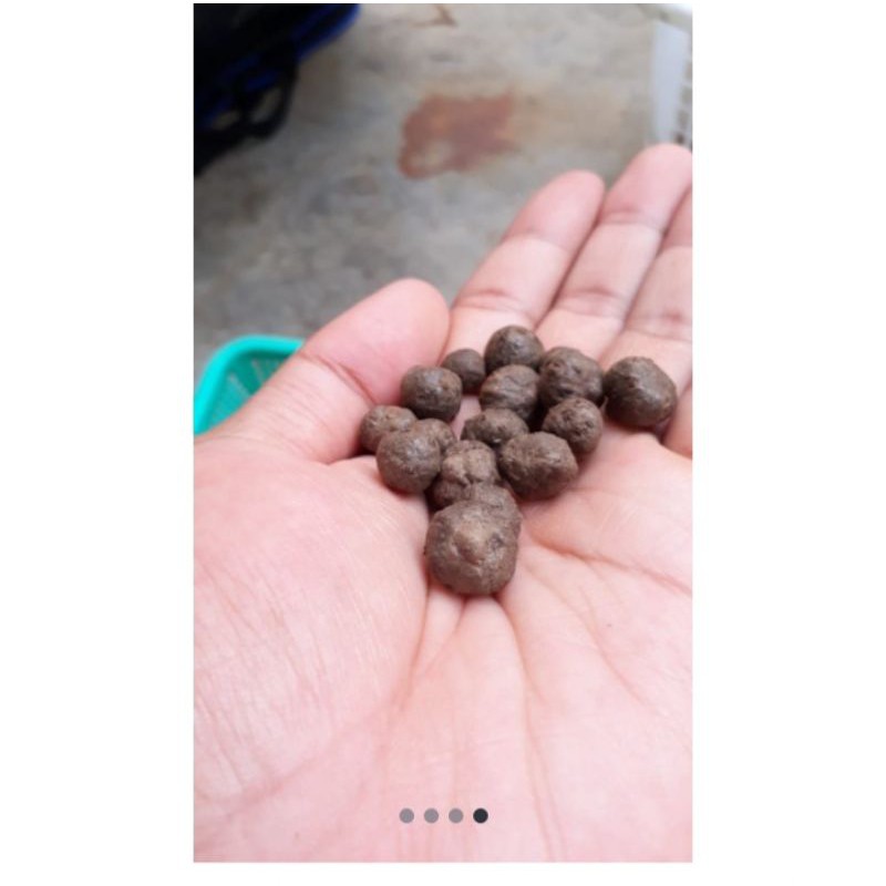 umbi katak porang mini bulbil termurah