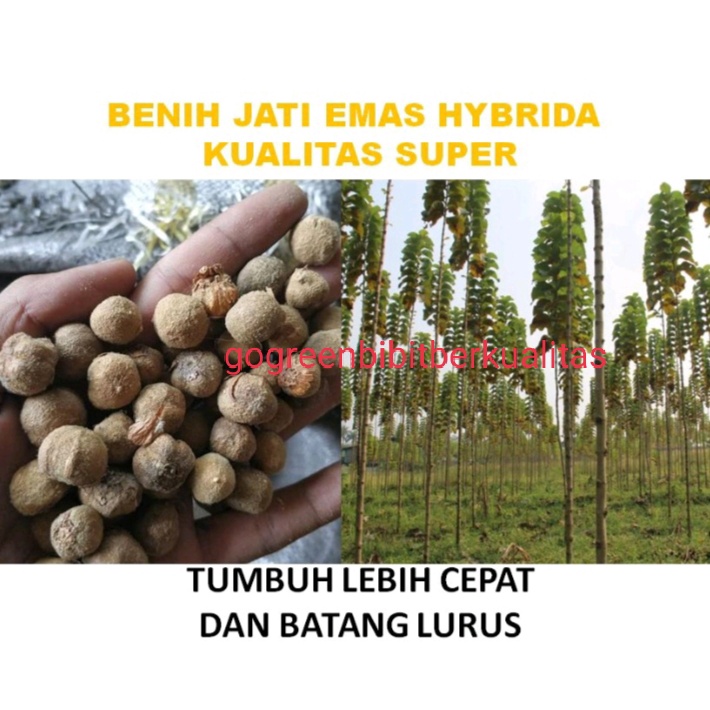 Biji tanaman biji tanaman pohon jati emas kemasan 100 gram