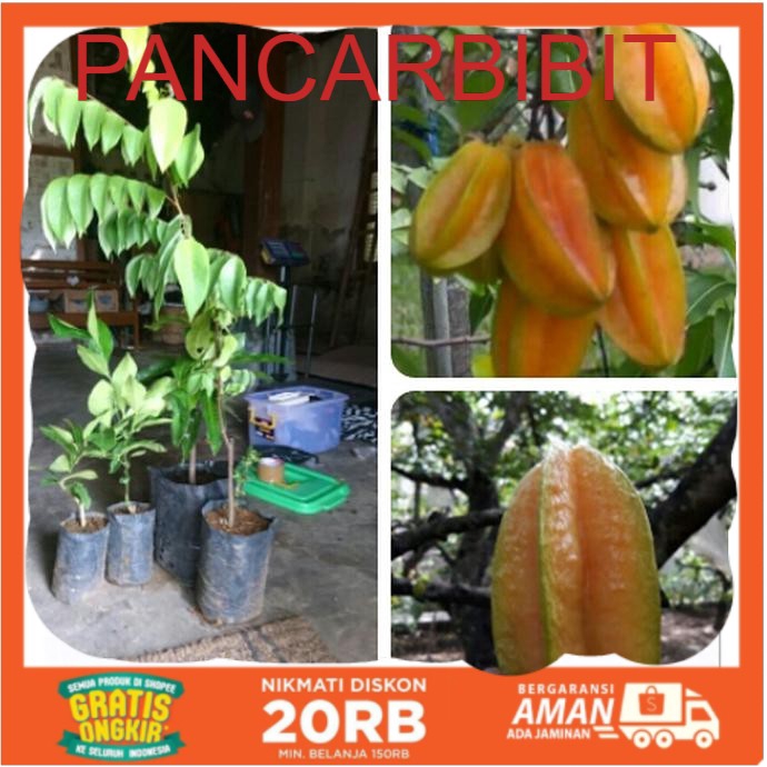 Bibit Belimbing Bangkok