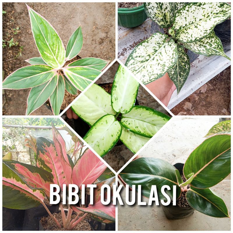 AGLONEMA PAKET 5 BUNGA
