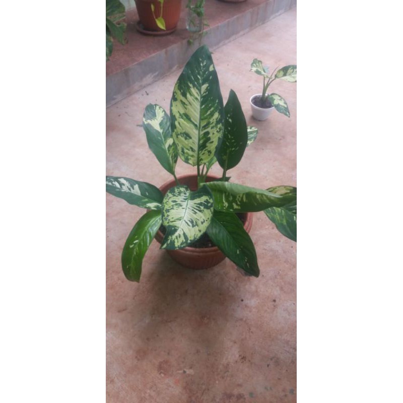 PROMO12.12 DIFENBACHIA BLANCENG VARIGATA