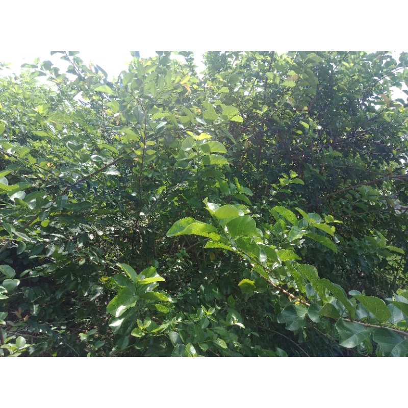 Baymarkeet Bahan Bonsai Sancang Ori Dongkelan Prokar Bonus Stekan