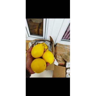 

LEMON CALIFORNIA 500GR