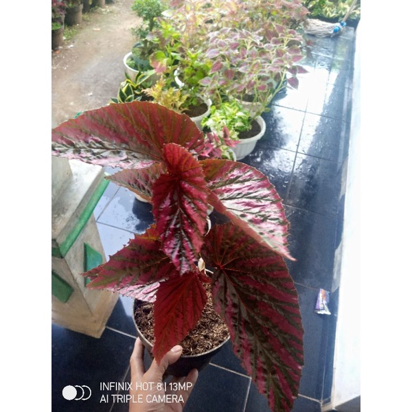 begonia Rex walet