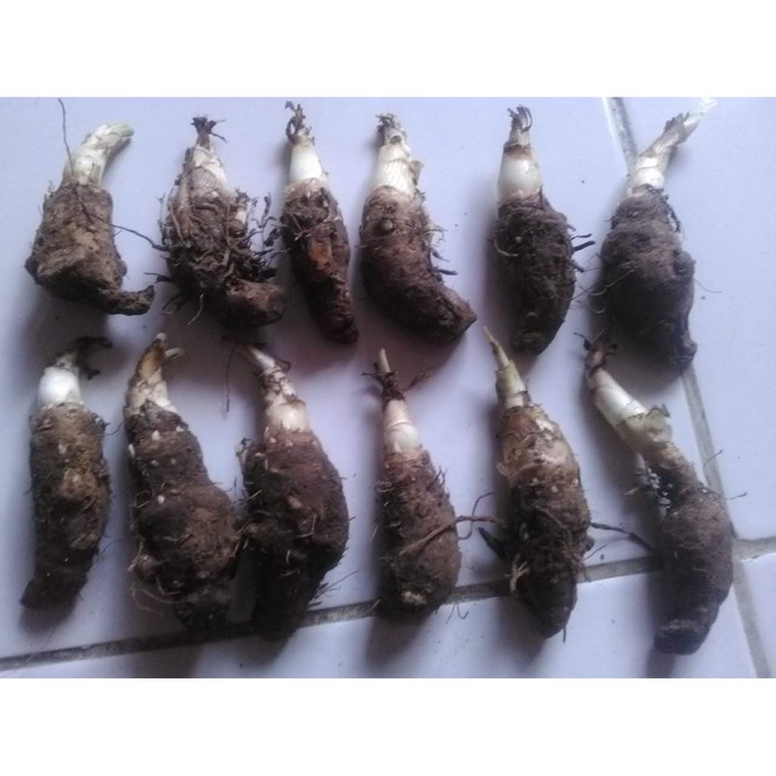 Dijual Umbi Terbaik Bibit Bunga Sedap Malam Siap Tanam terbaik