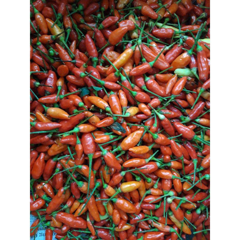 

Cabe Rawit Setan 250gr