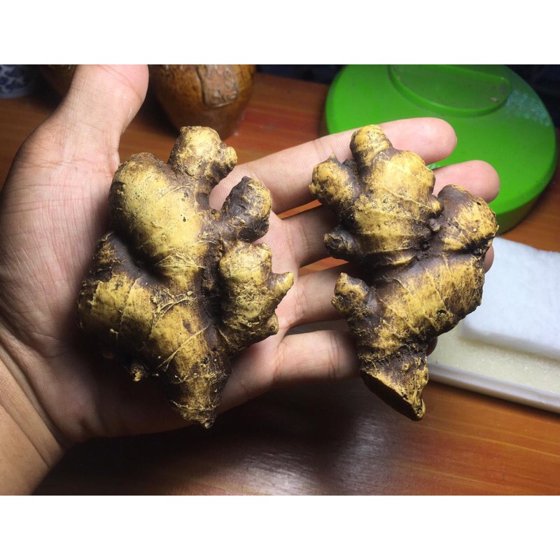 

Batu Buntet Lengkoas Atau Lengkuas Kuning Sepasang Asli