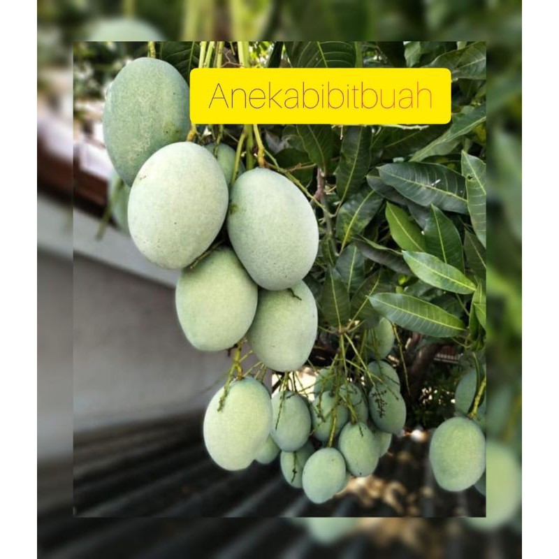BIBIT MANGGA LALIJIWO MADU JUMBO MANIS