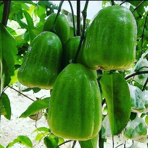 bibit jambu air super green