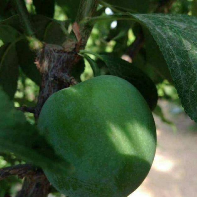 Bibit Tanaman Plum Hijau Cll