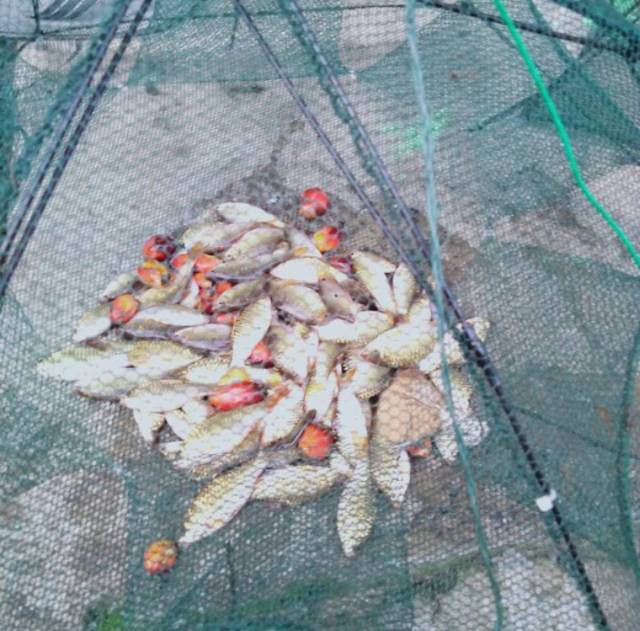 Jebakan Ikan Perangkap ikan Bubu ikan Model Payung Ikan Udang Lobster 4 12 16 20 Lubang Jaring Lipat