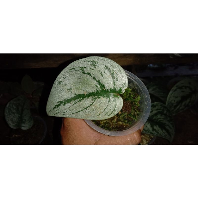 Scindapsus silver splash