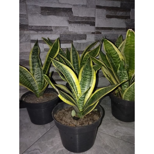 Sensivera Superba Golden