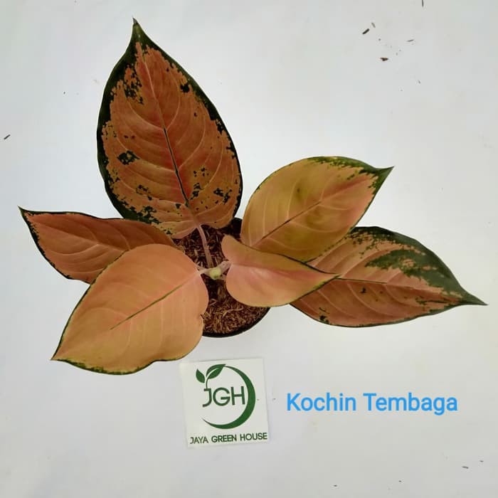 Aglonema Kochin Tembaga