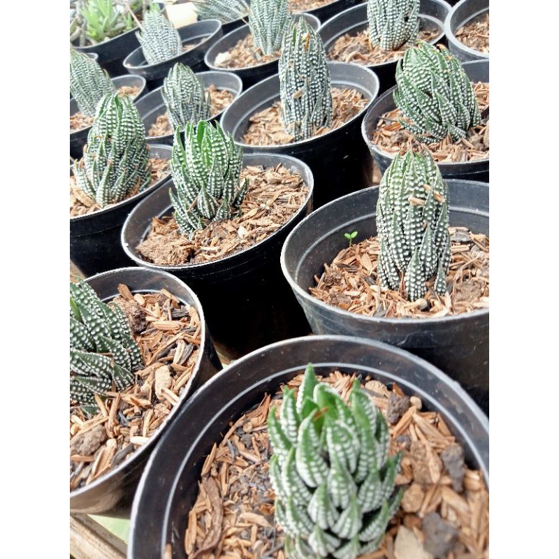 Haworthia Reinwarthi