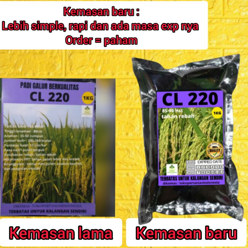 COD Benih padi cl220 original berkualitas dan tahan patah leher 1kg.-4