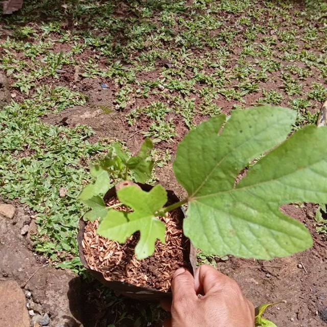 Pohon tin atau pohon firdaus