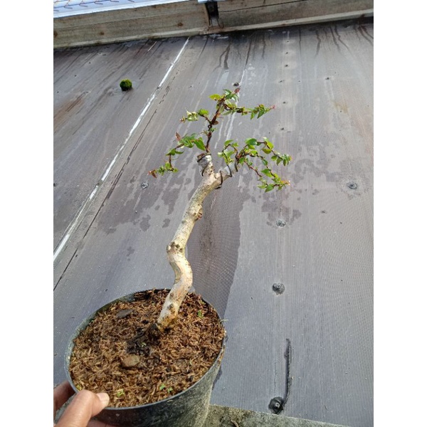 bonsai dewandaru micro