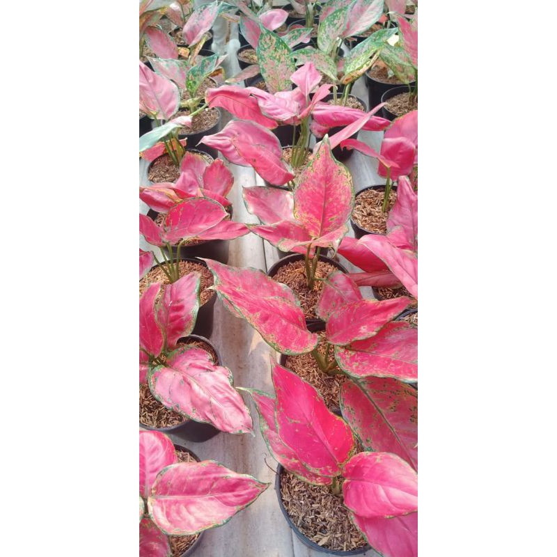 tanaman hias hidup/Aglaonema red anjamani