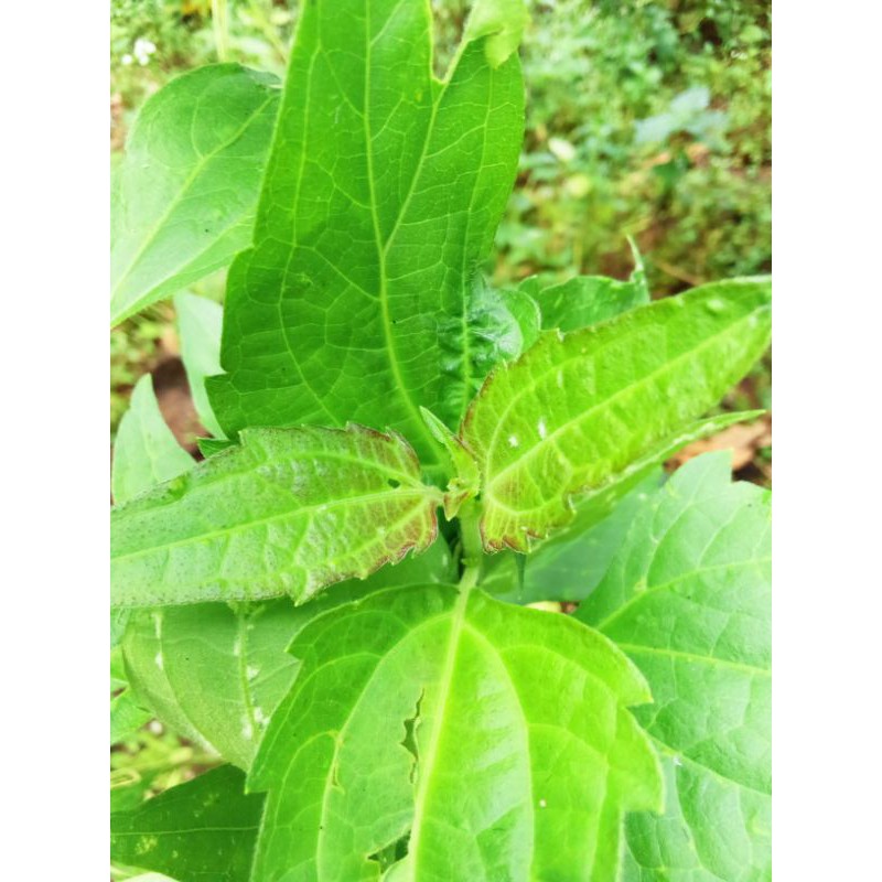 

daun balakacida, obat alami kanker,kista dll 200