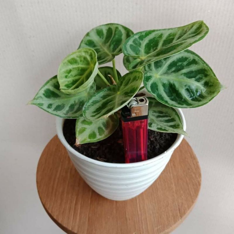 anthurium kuping gajah dorayaki