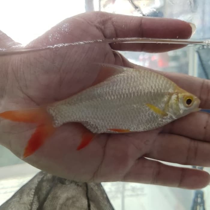 Ikan kaviat albino