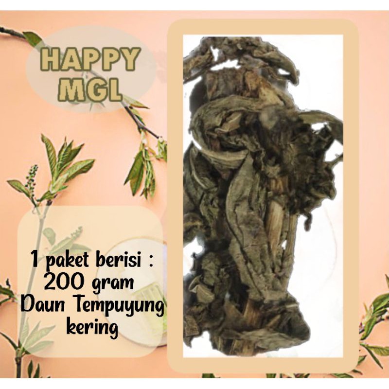 

Tempuyung Kering Daun siap seduh obat herbal asam urat